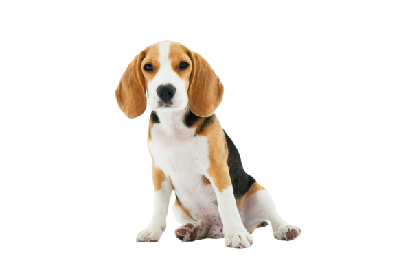 10 Raças de Cachorros mais Populares no Brasil 4vettop% Beagle