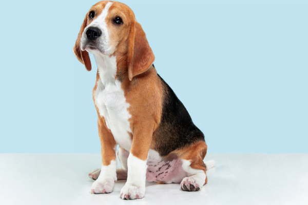 Cães Pequenos para Crianças, A Escolha das Melhores Raças 1vettop% Beagle