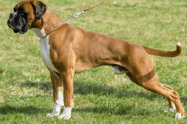 10 Raças de Cachorros mais Populares no Brasil 3vettop% Boxer