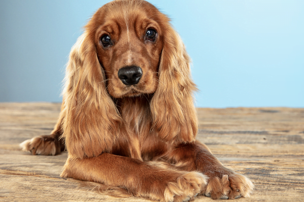 Cães Pequenos para Crianças, A Escolha das Melhores Raças 4vettop% Cocker Spaniel