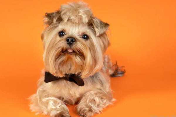 Cães Pequenos para Crianças, A Escolha das Melhores Raças 5vettop% Shih Tzu
