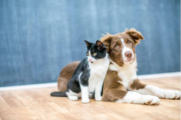 Socialização de Animais de Estimação: Promovendo Interações. 1vettop% Socialização-de-Animais-de-Estimação