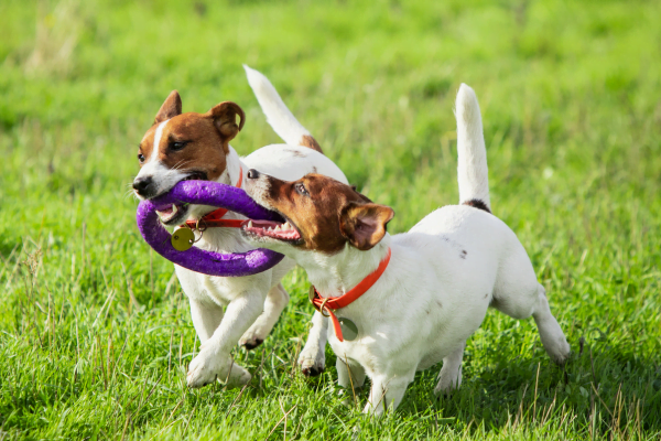 Socialização de Animais de Estimação: Promovendo Interações. 3vettop% Socialização de Animais