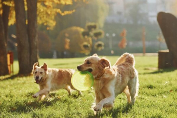 Socialização de Animais de Estimação: Promovendo Interações. 2vettop% Socialização de Animais3