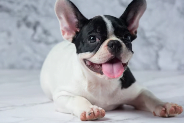 Cães Pequenos para Crianças, A Escolha das Melhores Raças 2vettop% imagen