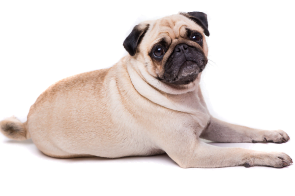Cães Pequenos para Crianças, A Escolha das Melhores Raças 3vettop% pug