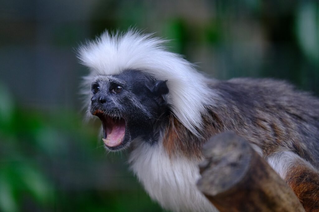 A Verdade sobre a Febre Amarela no Brasil: Macacos, Inocentes 11vettop% saguis