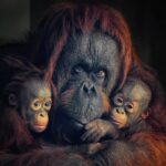 animais em extinção Orangotango de Bornéu