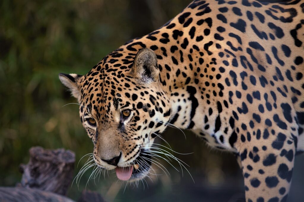 A realidade dos animais em extinção em 2023 13vettop% A realidade dos animais em extinção em 2023 é uma preocupação crescente em todo o mundo