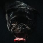 A Doçura dos Pugs: A Doçura dos Pugs: Companheiros Leais para Crianças Felizes!
