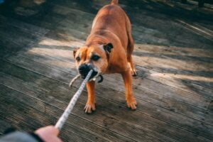 Bravo Cachorro Bravo Cachorro