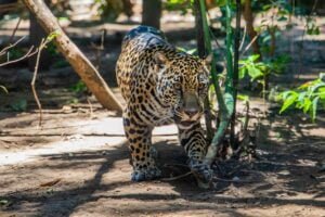 Onça-pintada A luta pela sobrevivência da onça-pintada