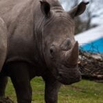 animais em extinção Rhinoceros sondaicus