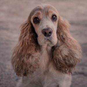 Cocker Spaniel: Saúde e Bem-Estar para uma Vida Repleta de Alegrias! 2vettop% cocker spanie