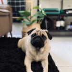 A Doçura dos Pugs: A Doçura dos Pugs: Companheiros Leais para Crianças Felizes!