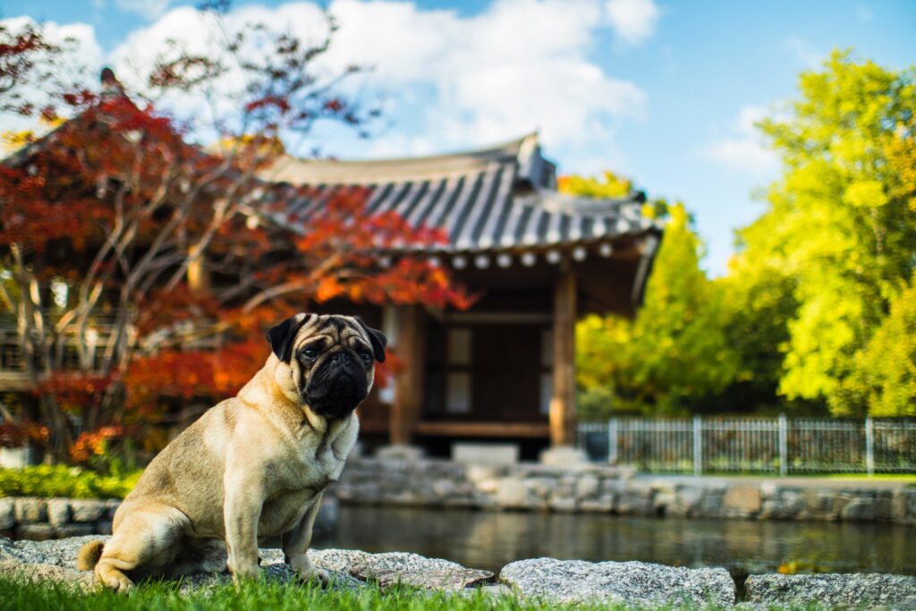 A Doçura dos Pugs: Companheiros Leais para Crianças 10vettop% Pug: Origem e Curiosidades da Raça