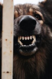 Cachorro bravo Cachorro bravo