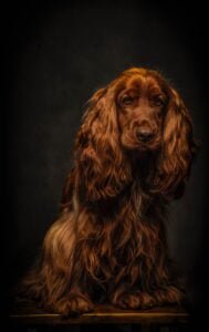 Cocker Spaniel: Saúde e Bem-Estar para uma Vida Repleta de Alegrias! 1vettop% cocker spanie