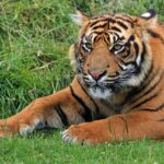 animais em extinção Tigre de sumatra