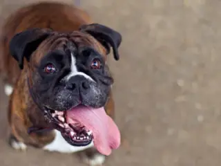 Como Identificar e Tratar Parasitas Externos em Cães e Gatos