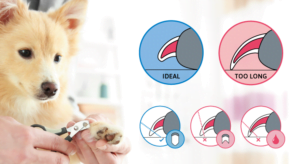 Cuidados para Cortar as Unhas do seu Cãozinho Cuidados para Cortar as Unhas do seu Cãozinho