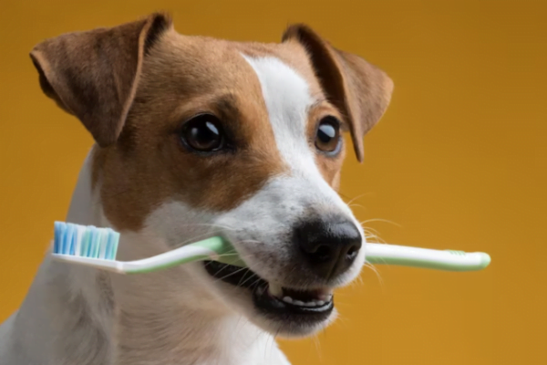 A importância da higiene dental em cães e gatos 1vettop% higiene dental em cães e gato2