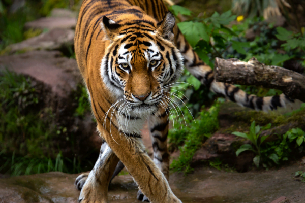 Tigre de Sumatra (Panthera tigris sumatrae) 1vettop% Tigre de Sumatra2