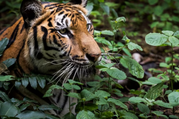 Tigre de Sumatra (Panthera tigris sumatrae) 2vettop% Tigre de Sumatra3
