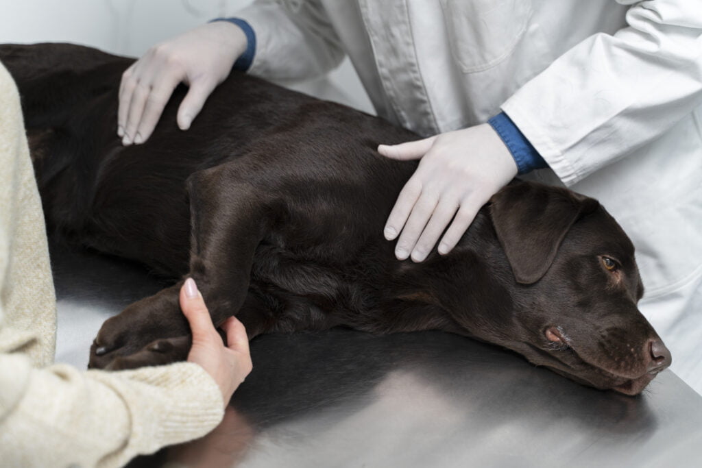Leptospirose: Um Alerta para Tutores de Cães 8vettop% Leptospirose: Um Alerta para Tutores de Cães - Saiba Como Evitar e Proteger Nossos Queridos Companheiros Caninos