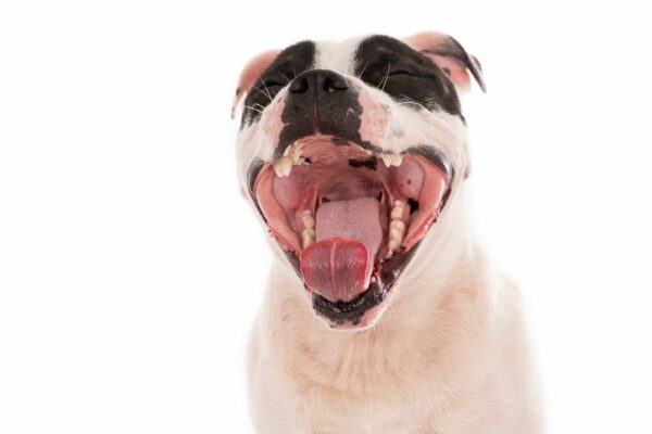 Cachorro com mau hálito? 4vettop% Cachorro com mau hálito? Veja seis informações importantes