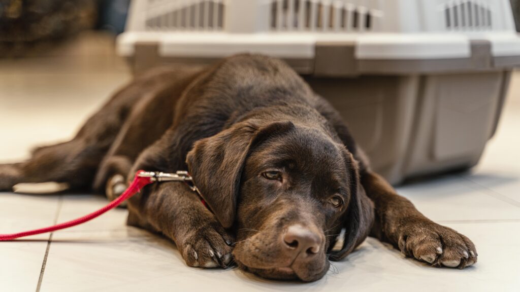 Cinomose em Cães: Sintomas e Tratamento 9vettop% Cinomose em Cães: Sintomas, Tratamento e Medidas Preventivas - Protegendo com Amor Nossos Leais Companheiros