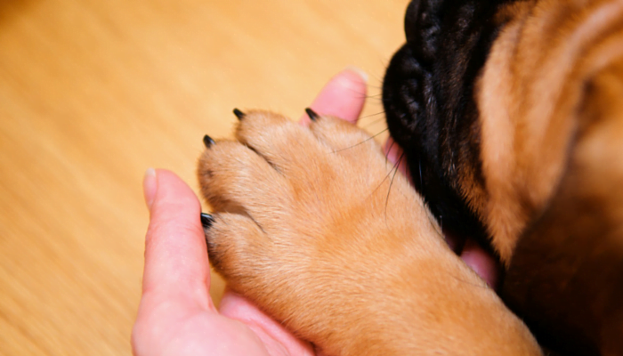 Cuidados para Cortar as Unhas do seu Cãozinho 6vettop% User cuidados para cortar as unha do seu cãozinho