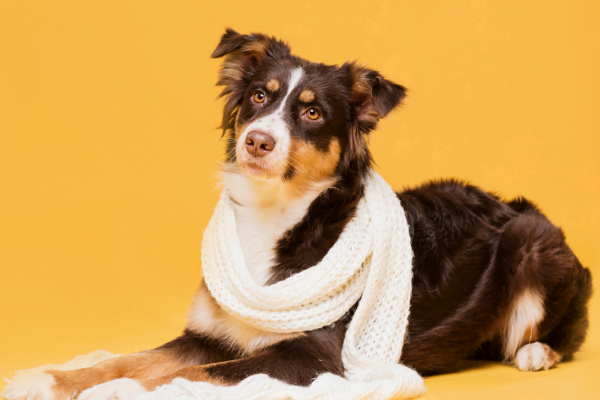 Animais Ficam Gripados? Você Precisa Saber 2vettop% Animais Ficam Gripados