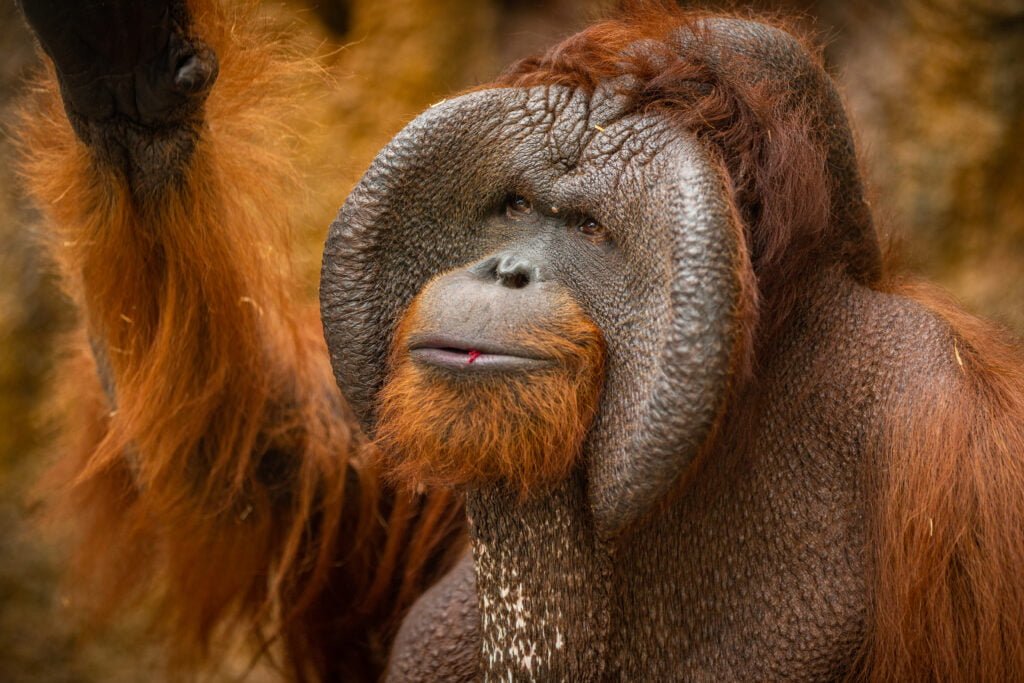 Orangotango de Bornéu 1vettop% Orangotango de Bornéu