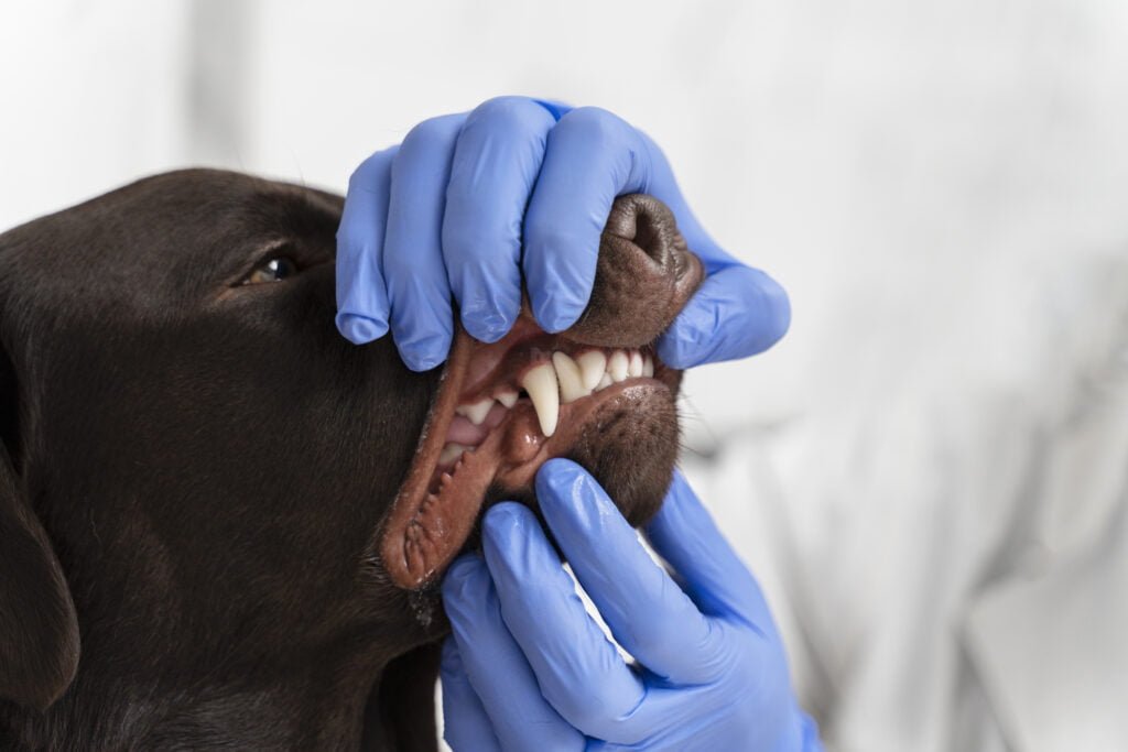 A importância da higiene dental em cães e gatos 10vettop% A Importância Da Higiene Dental Em Cães E Gatos