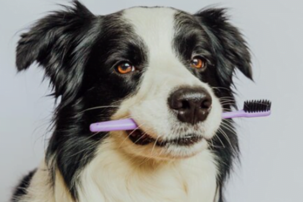 A importância da higiene dental em cães e gatos 2vettop% higiene dental em cães e gato