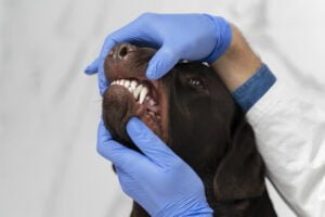 Cachorro com mau hálito? 1vettop% Imagem de <a href="https://br.freepik.com/fotos-gratis/maos-verificando-a-boca-do-cachorro-de-perto_22892934.htm#query=cachorro%20com%20mal%20halito&position=32&from_view=search&track=ais">Freepik</a>