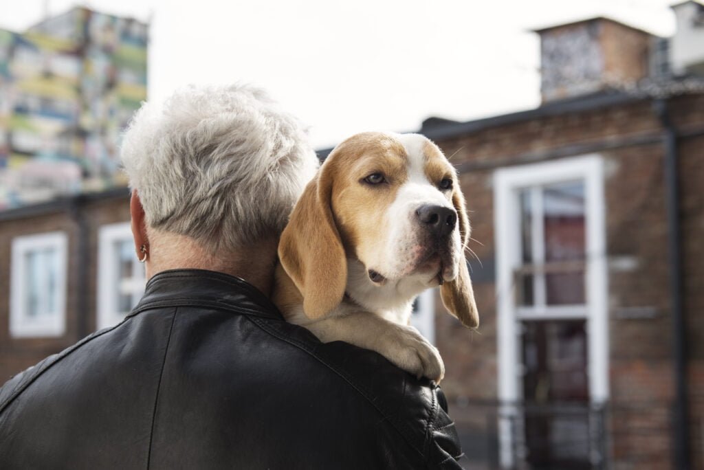 A influência da nutrição na saúde e longevidade dos pets 15vettop% nutrição na saúde