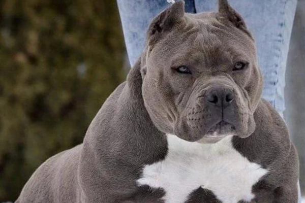 Tudo Sobre o American Bully: 2vettop% American Bully2