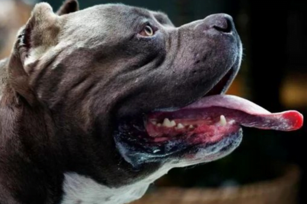 Tudo Sobre o American Bully: 3vettop% American Bully3