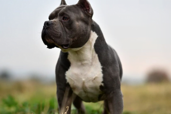 Tudo Sobre o American Bully: 1vettop% American Bully1