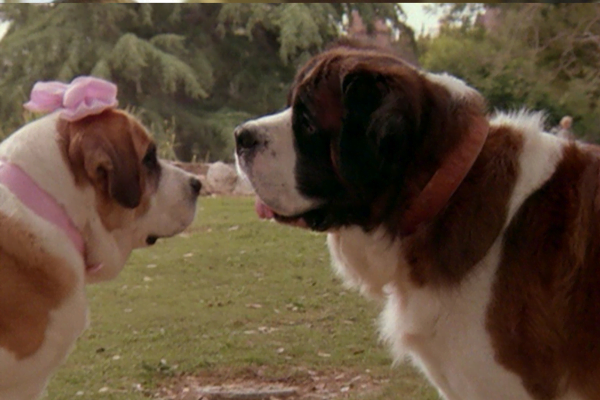 Cães Famosos, 10 cães mais famosos de todos os tempos 2vettop% Beethoven: Uma Comédia Canina