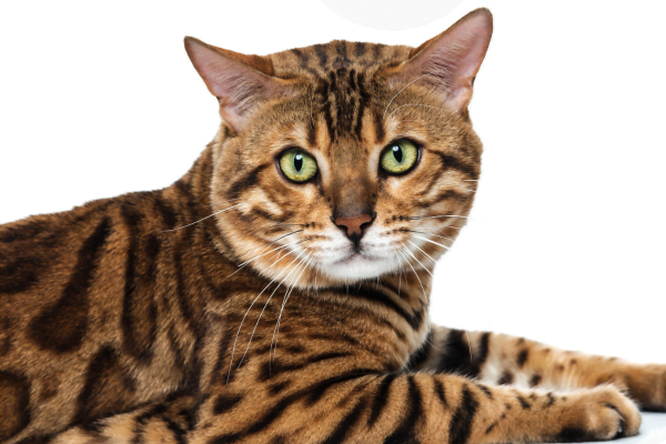 Descubra quais são as raças de gato mais comuns 5vettop% gato55