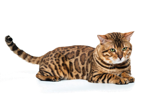 O que fazer quando o gato ataca com frequência? 1vettop% GATOS3