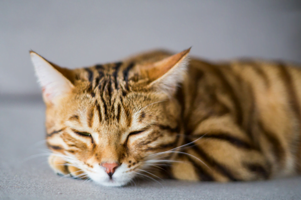 O que fazer quando o gato ataca com frequência? 2vettop% GATOS4