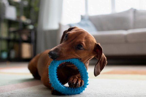 10 Brinquedos para Cachorros 10 Brinquedos para Cachorros