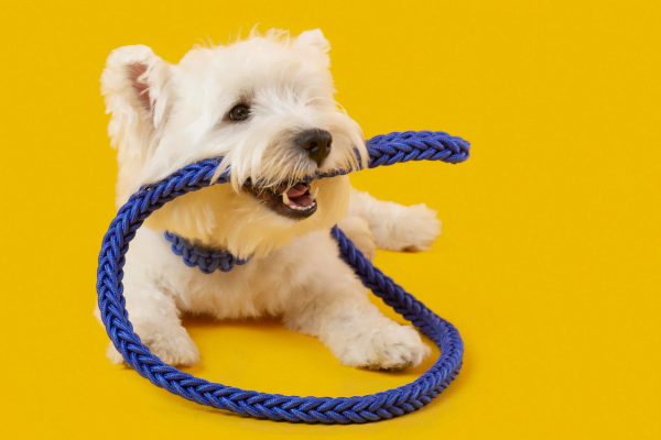 10 Brinquedos para Cachorrosv brinquedos