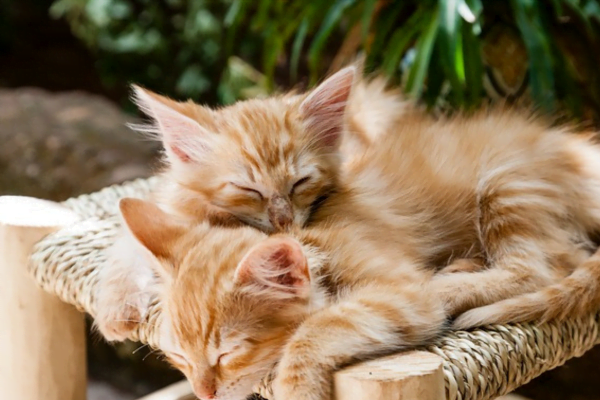 Câncer em Gatos: Prevenindo e Tratando 1vettop% Câncer em Gatos 2