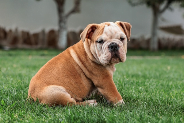 Tutores preguiçosos: 10 Raças de cachorros para preguiçosos 1vettop% posts6
