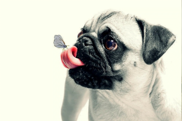 Tutores preguiçosos: 10 Raças de cachorros para preguiçosos 2vettop% posts6
